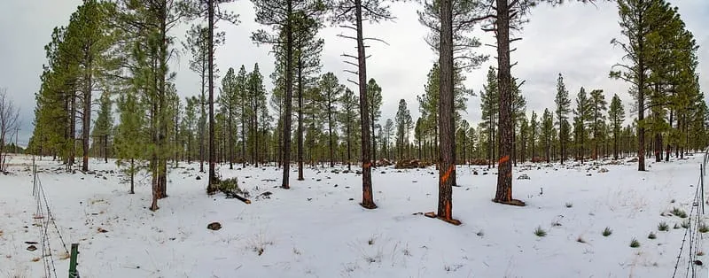 Apache-Sitgreaves National Forests, photograph 3