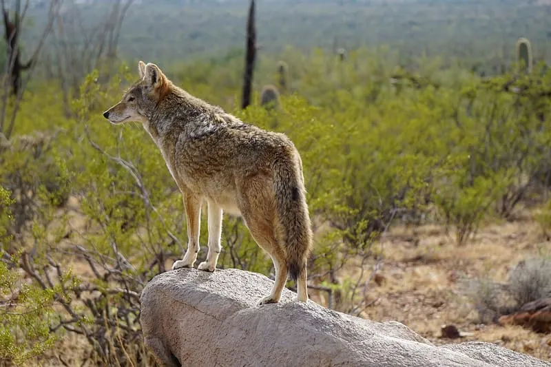 Arizona-Sonora Desert Museum, photograph 2