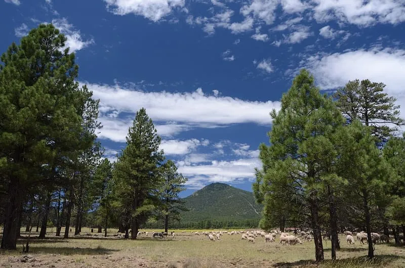 Bill Williams Mountain, photograph 3