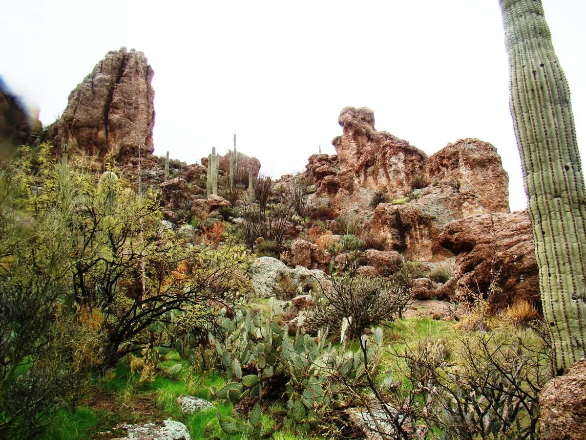 Boyce Thompson Arboretum
