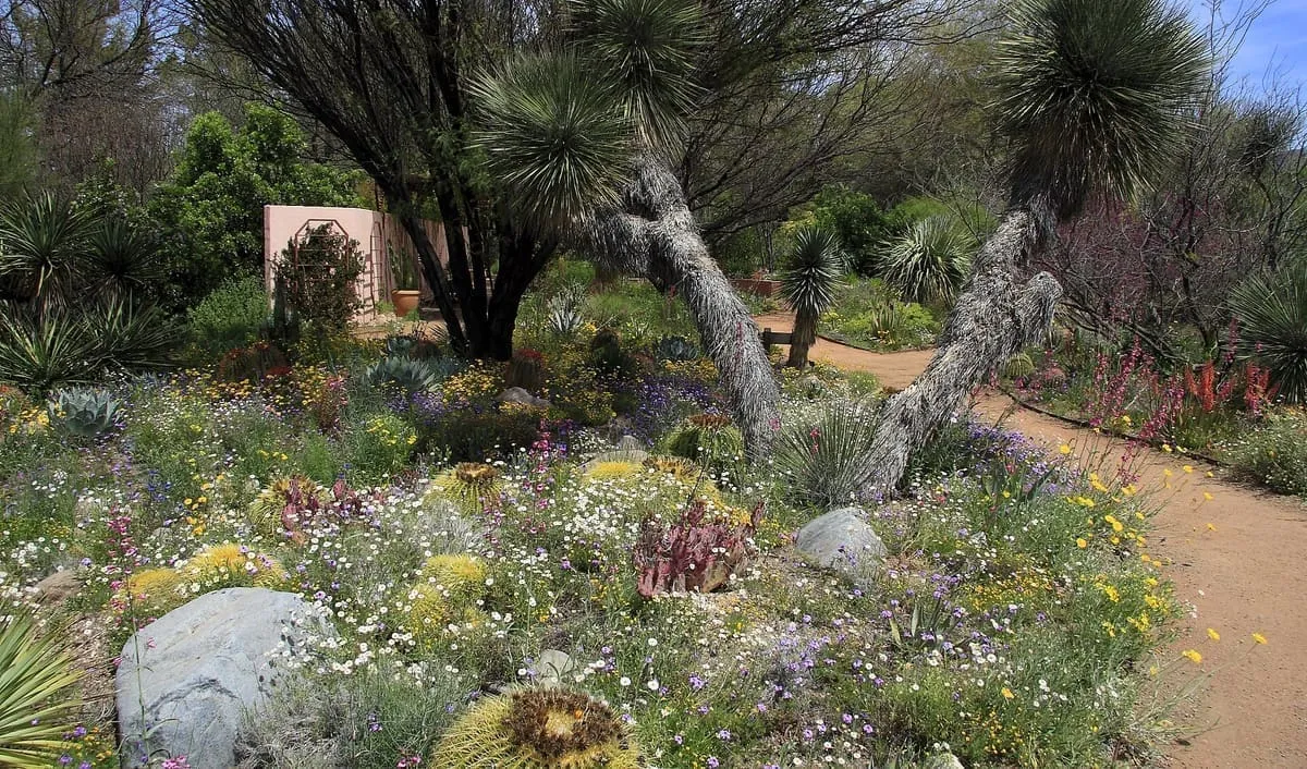 Boyce Thompson Arboretum