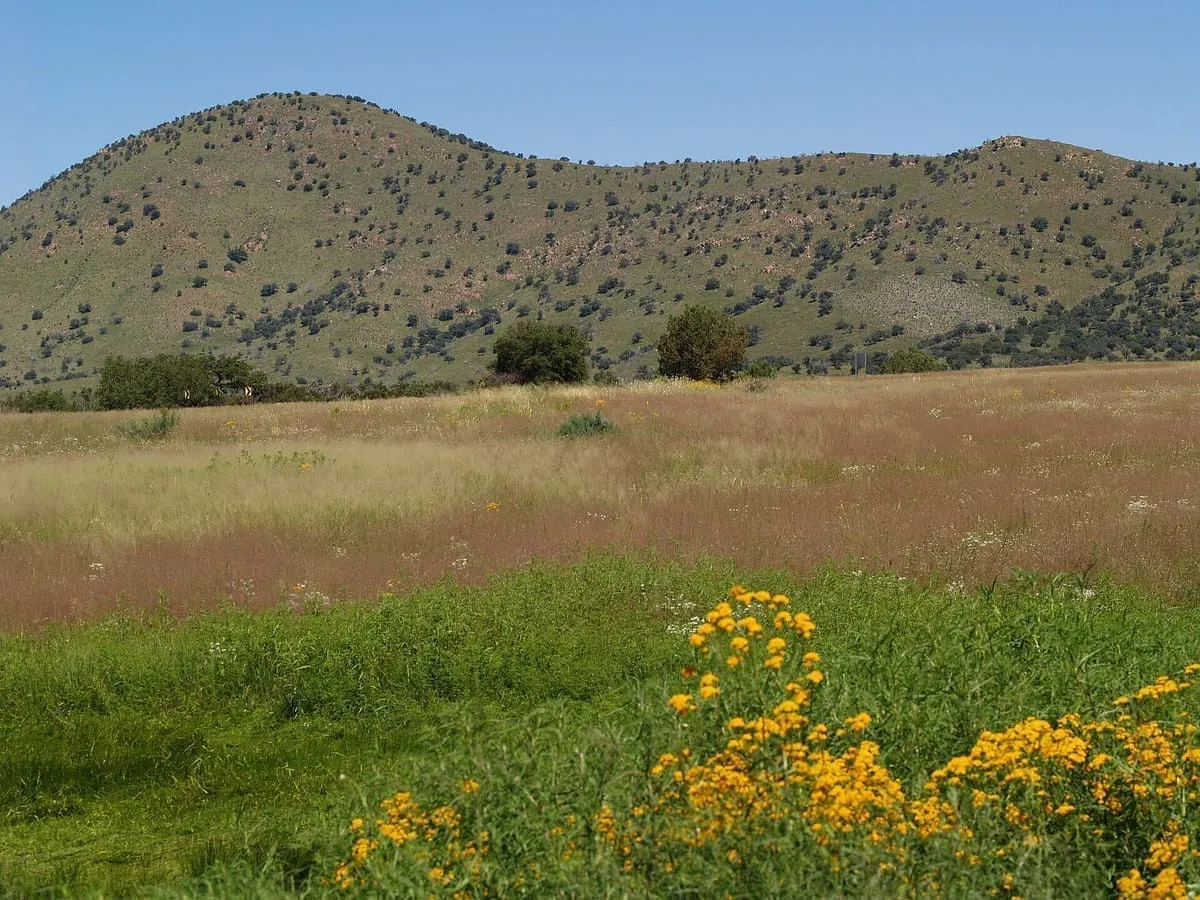 Canelo Hills Cienega Reserve