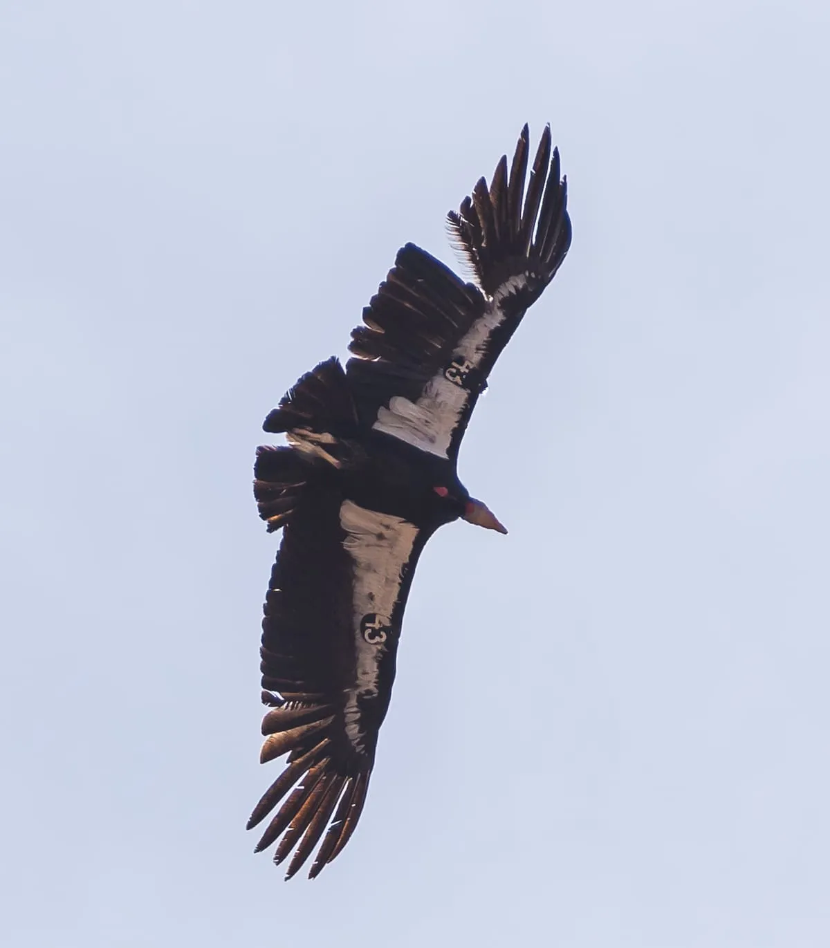 Condor Viewing Site