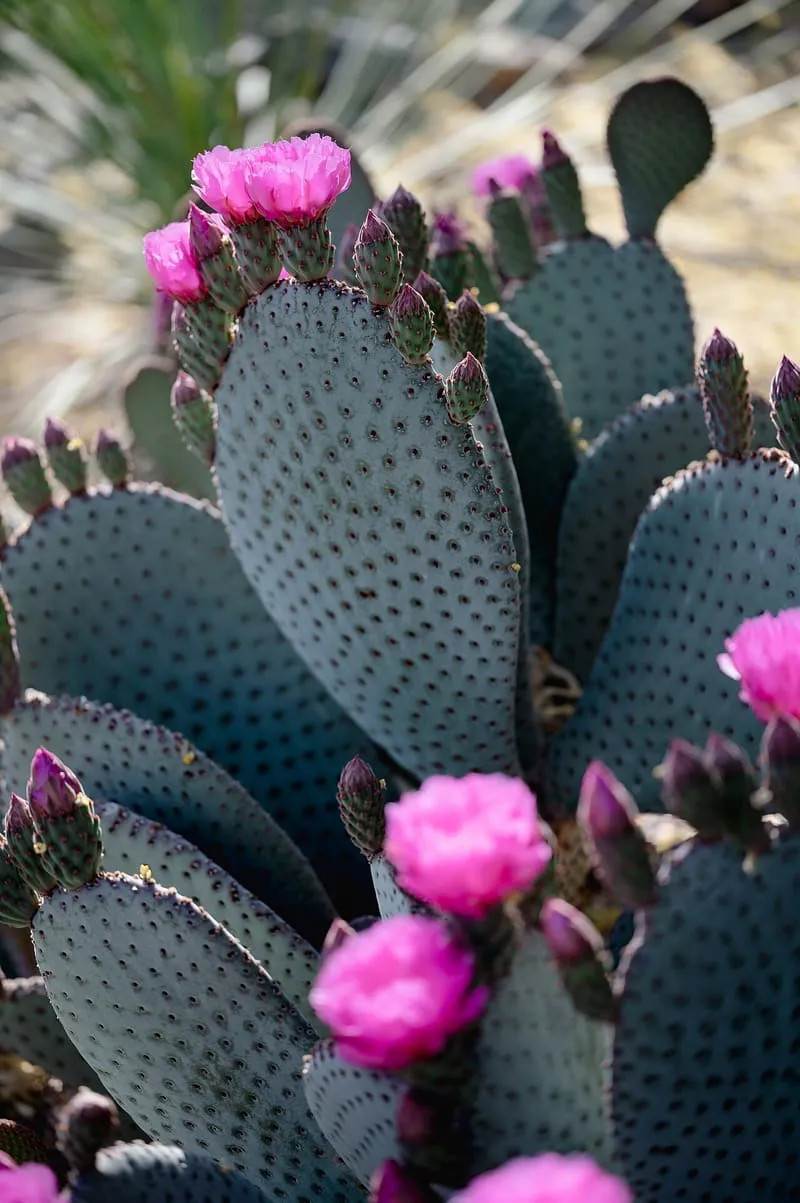 Desert Botanical Garden, photograph 2