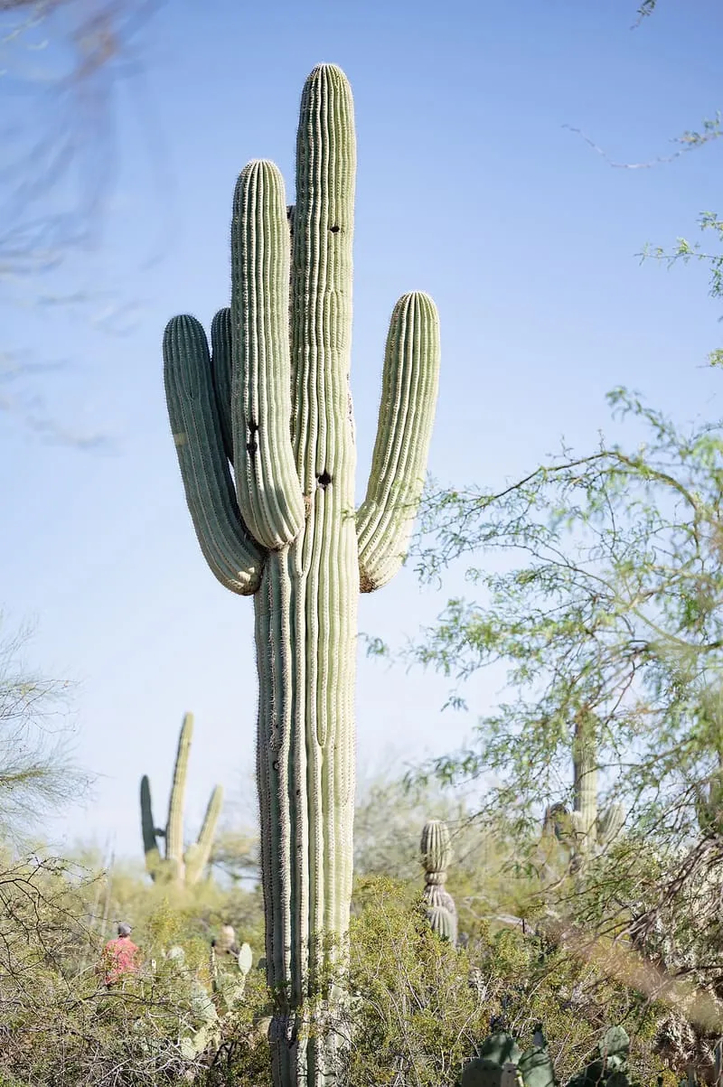 Desert Botanical Garden, photograph 3