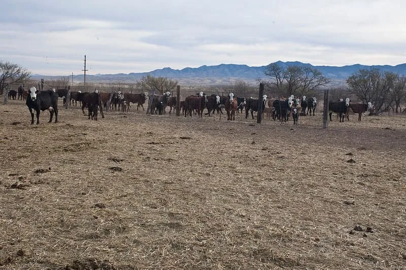 Empire Ranch, photograph 2