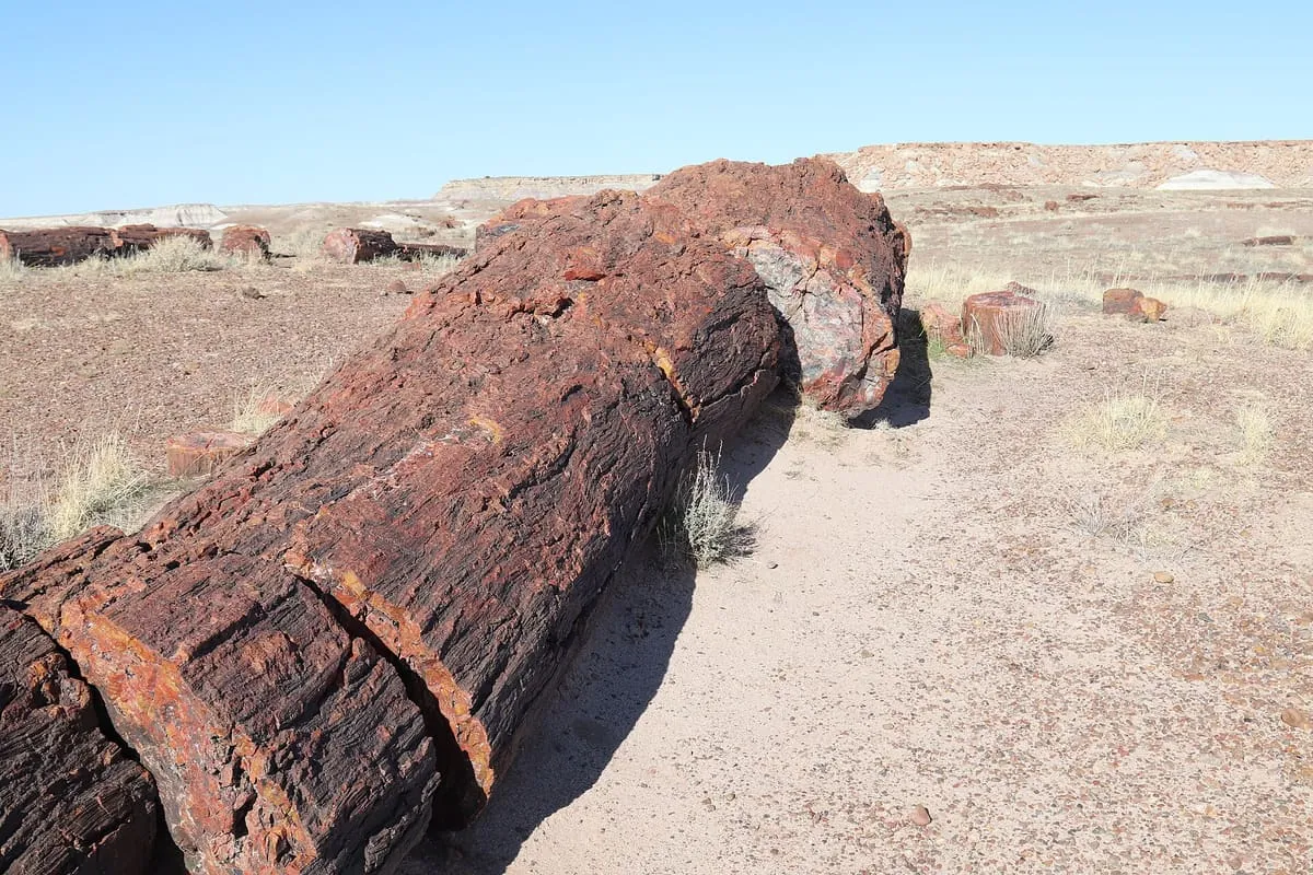Giant Logs Trail
