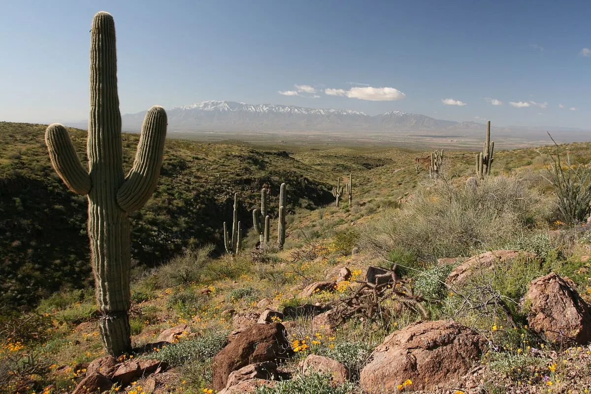 Gila Mountains