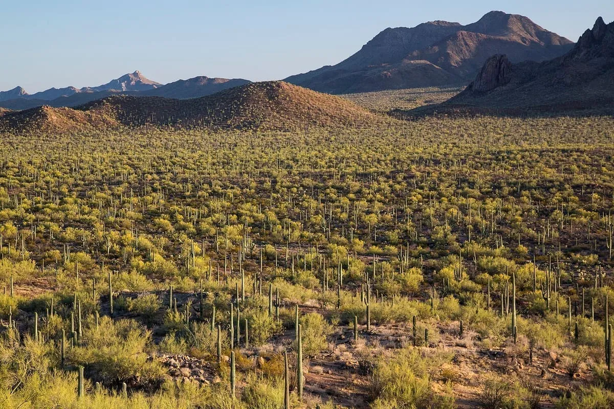 Ironwood Forest National Monument