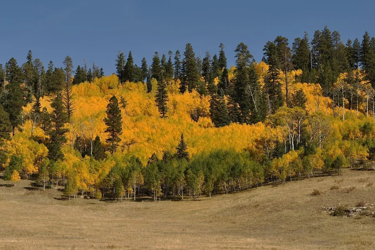 Kaibab National Forest