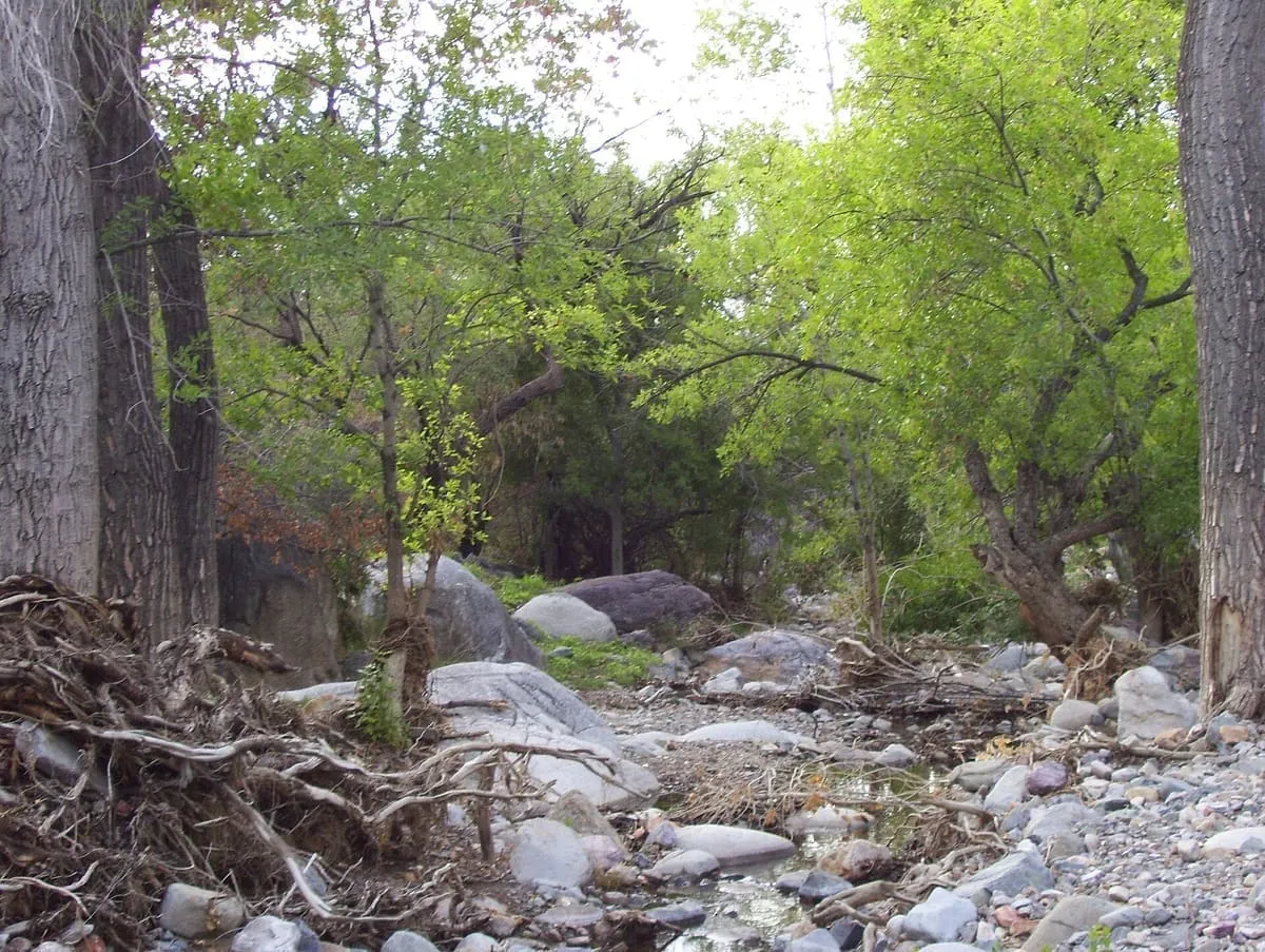 Madera Canyon
