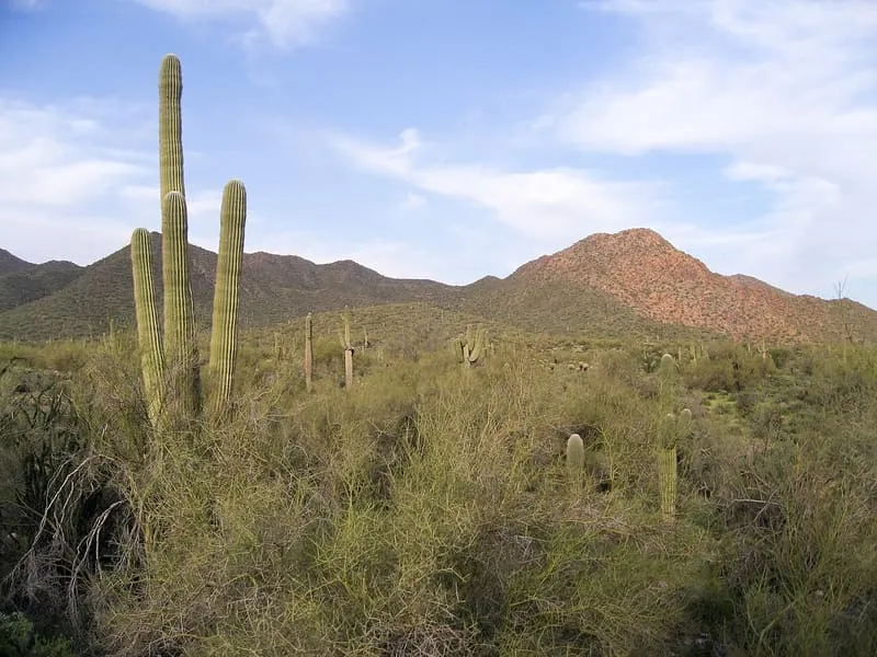 McDowell Mountains, photograph 3