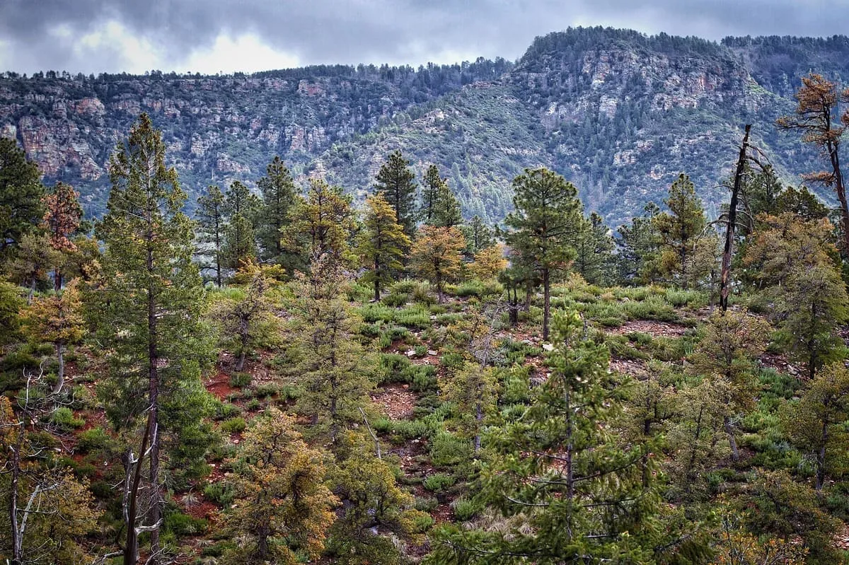 Mogollon Rim