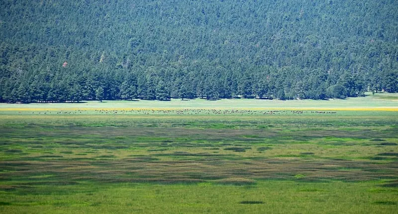 Mormon Lake, photograph 3