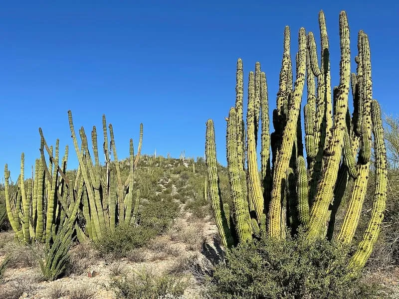 Organ Pipe Cactus National Monument, photograph 2