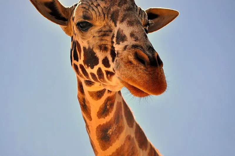 Out of Africa Wildlife Park, photograph 2