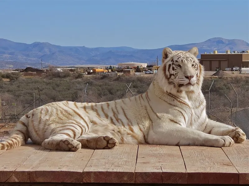 Out of Africa Wildlife Park, photograph 3
