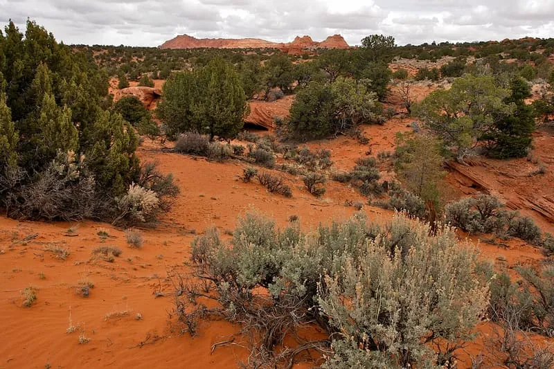 Paria Canyon-Vermilion Cliffs Wilderness, photograph 3