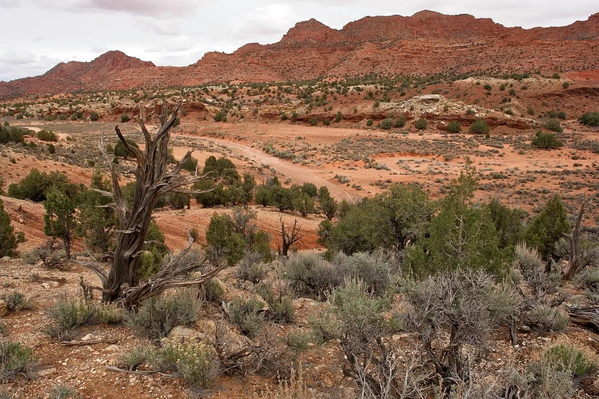 Paria Canyon-Vermilion Cliffs Wilderness