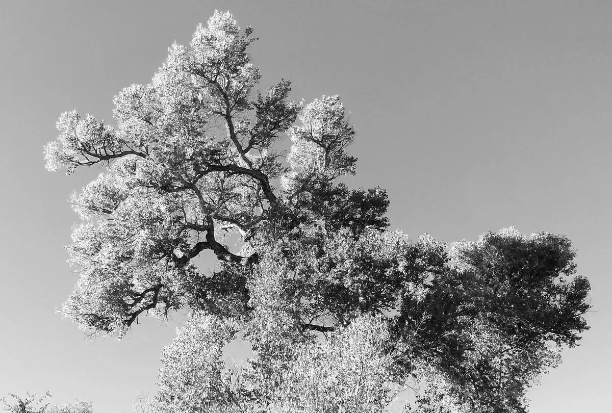 Patagonia-Sonoita Creek Preserve