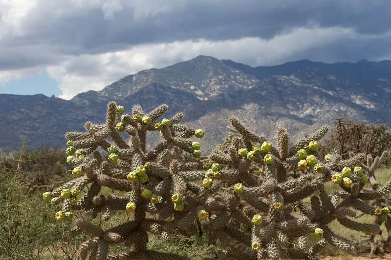 Pinaleño Mountains, photograph 3