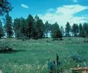 Point of Pines Sites