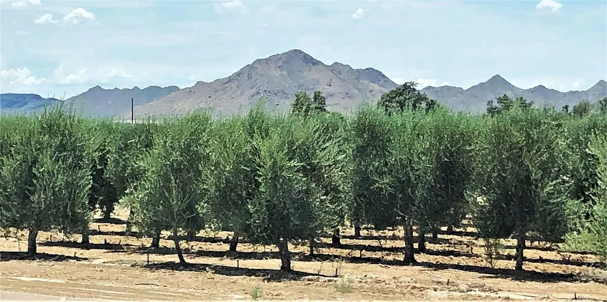 Queen Creek Olive Mill