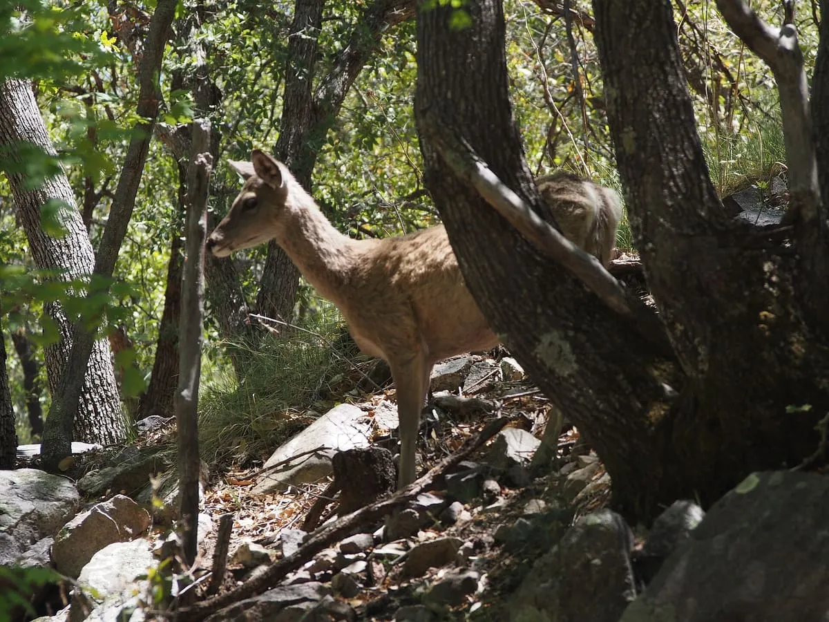 Ramsey Canyon Preserve
