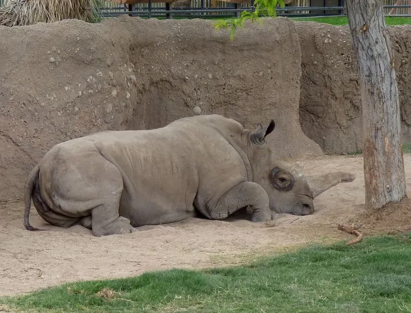 Reid Park Zoo, photograph 2