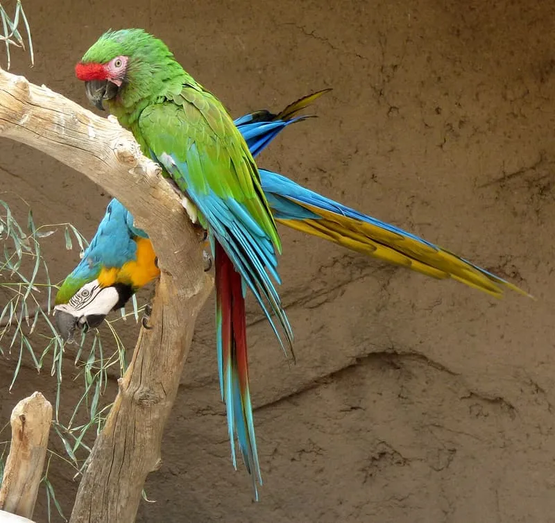 Reid Park Zoo, photograph 3
