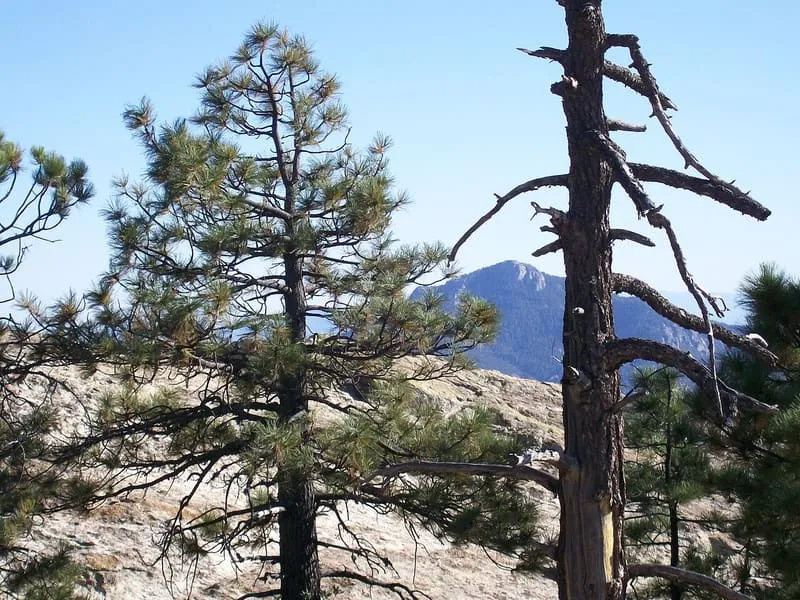 Rincon Mountains, photograph 3