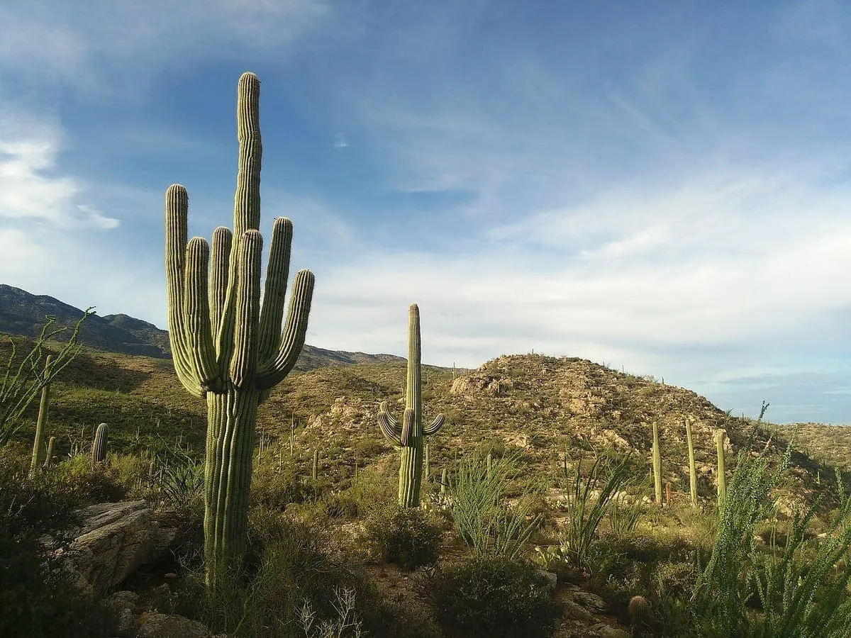 Rincon Mountains