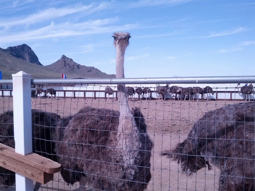 Rooster Cogburn Ostrich Ranch