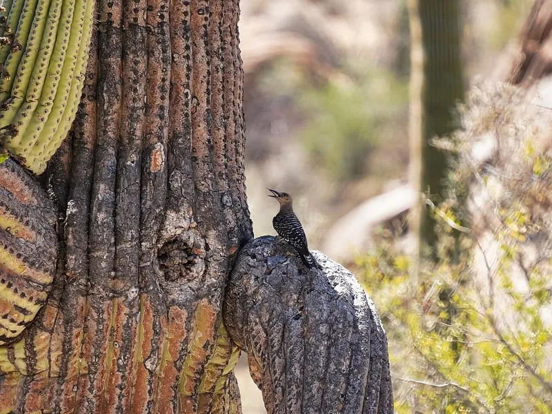 Saguaro National Park, photograph 2