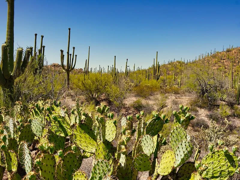 Saguaro National Park, photograph 3
