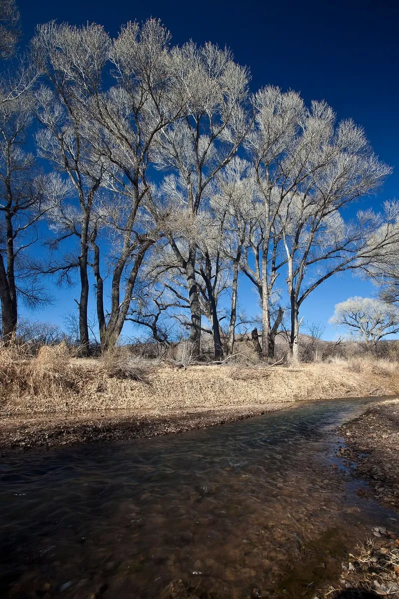 San Pedro Riparian National Conservation Area, photograph 3