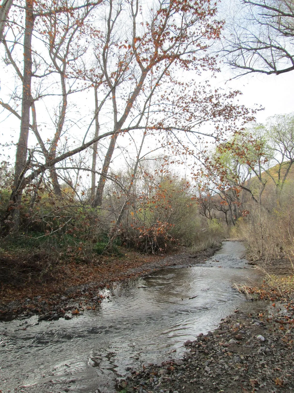 Sonoita Creek State Natural Area