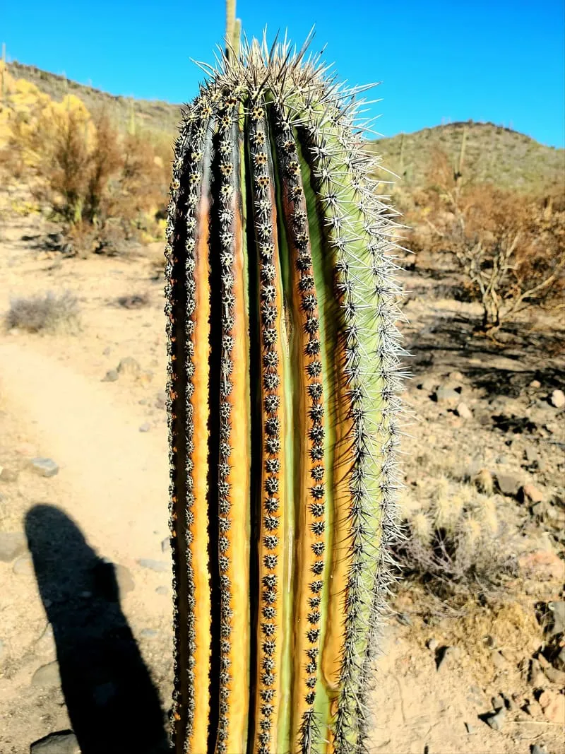 Sonoran Desert, photograph 3