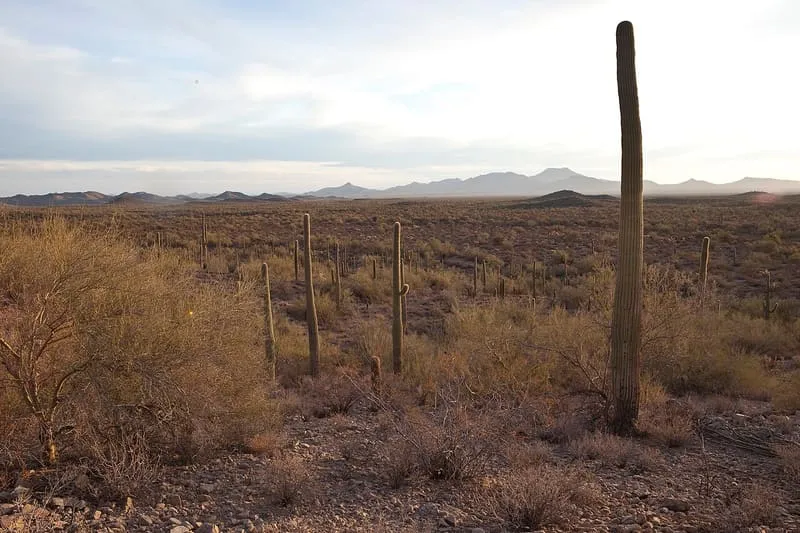 Sonoran Desert National Monument, photograph 2