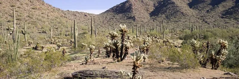 Sonoran Desert National Monument, photograph 3
