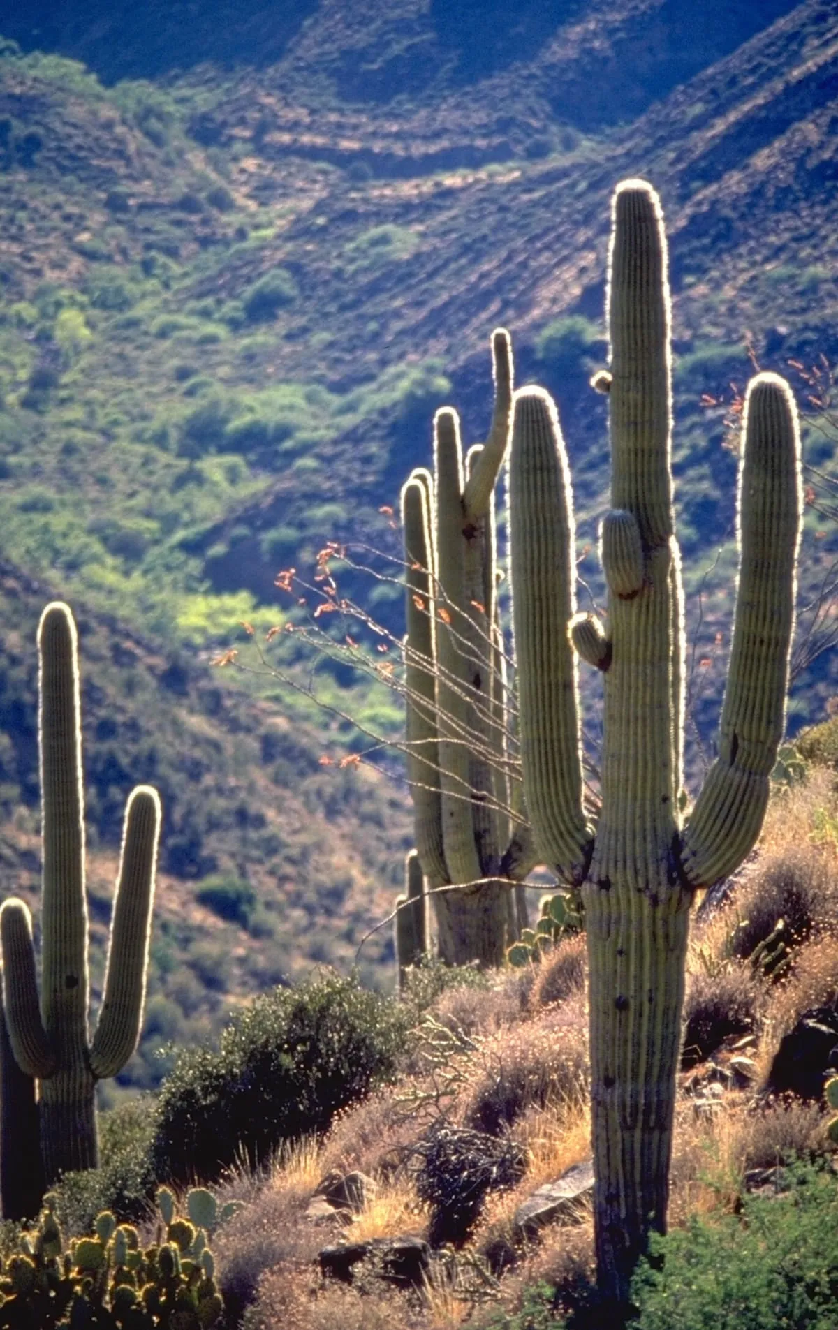 Sonoran Desert