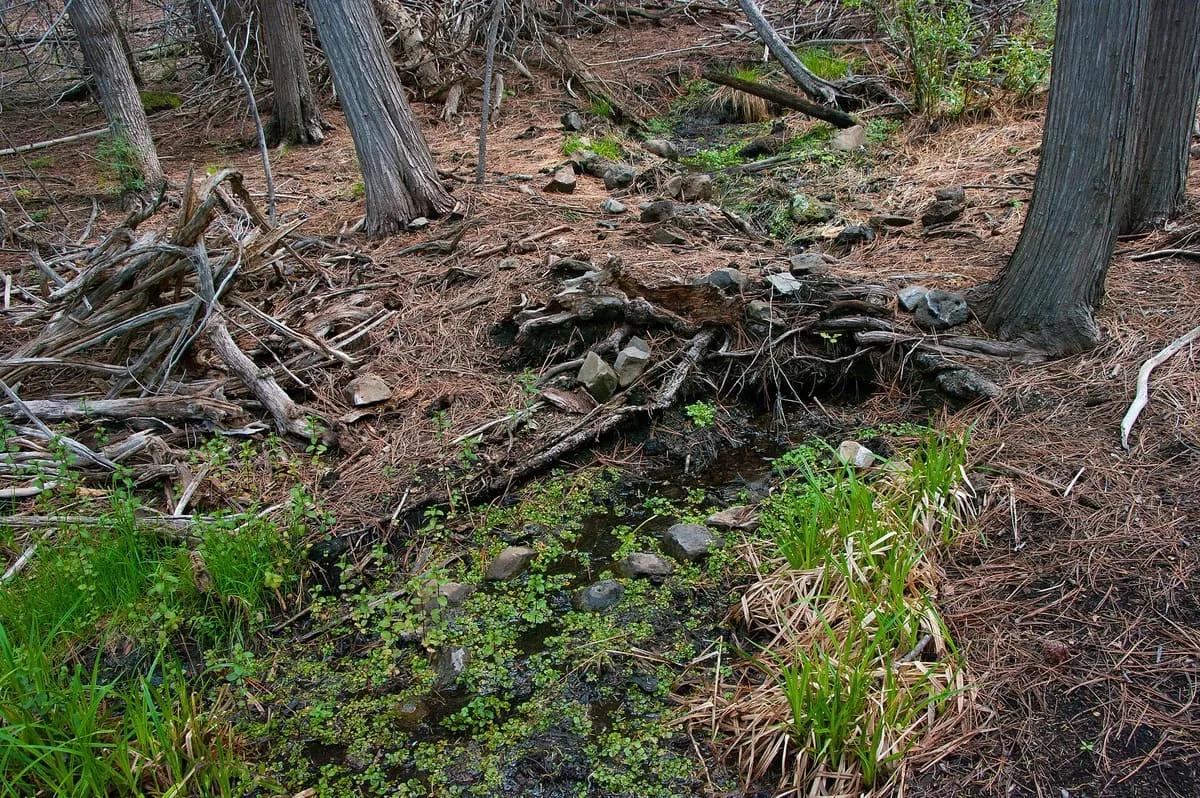 Sycamore Canyon