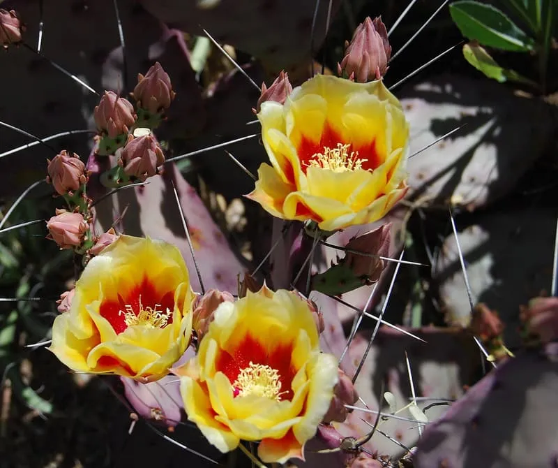 Tucson Botanical Gardens, photograph 2