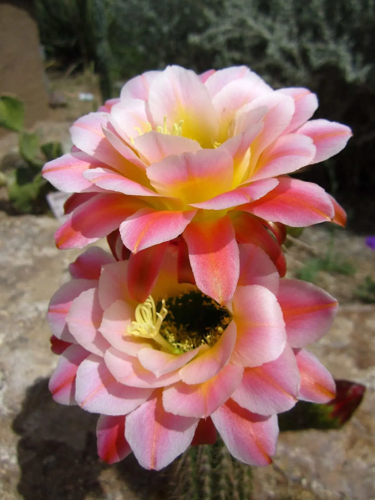Tucson Botanical Gardens