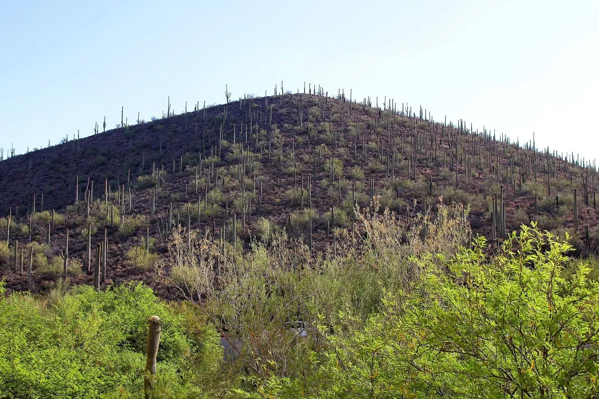 Tucson Mountain Park