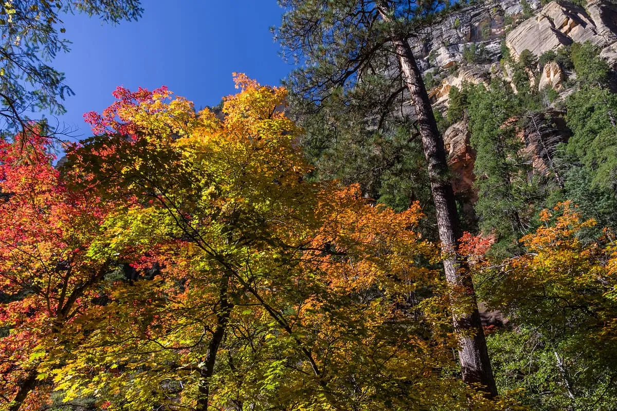 West Fork of Oak Creek