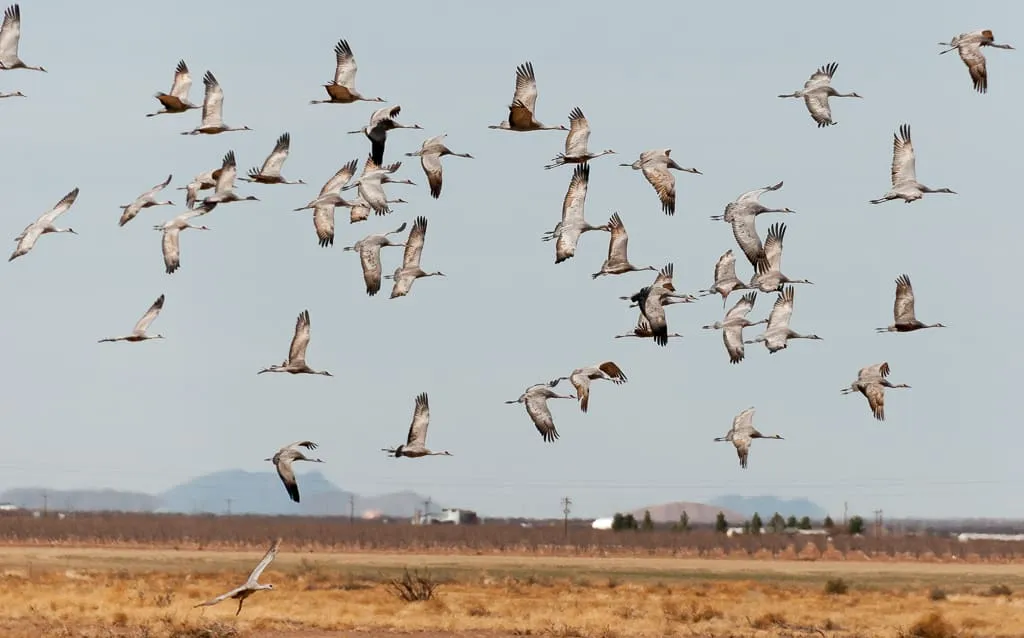 Whitewater Draw Wildlife Area
