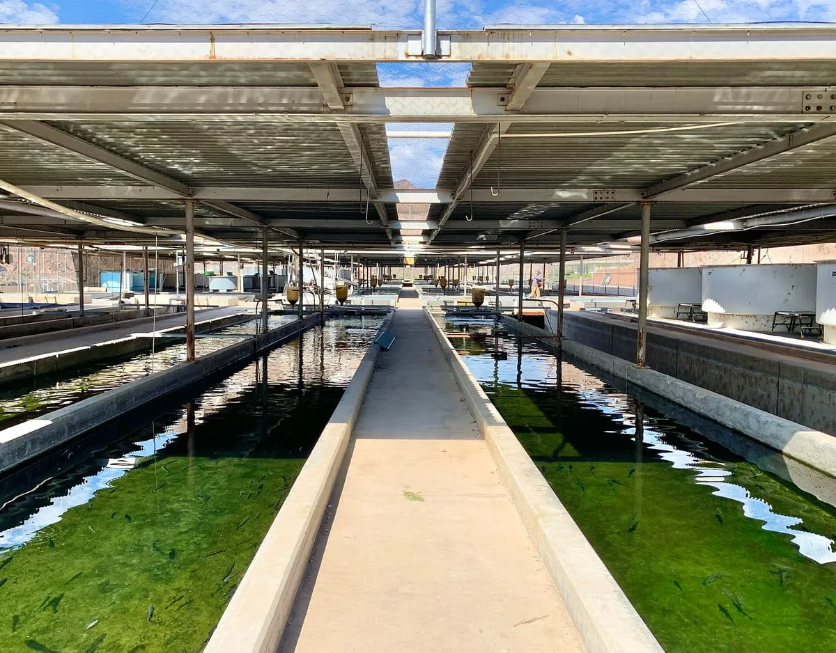 Willow Beach National Fish Hatchery