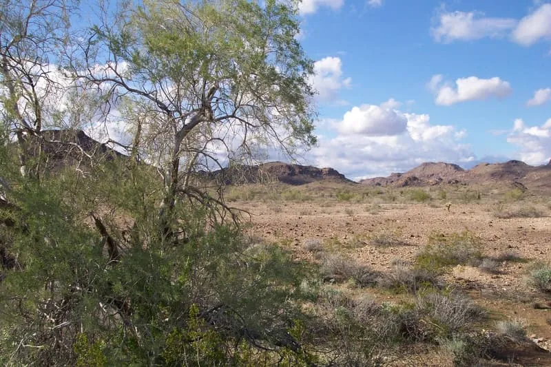 Yuma Desert, photograph 3